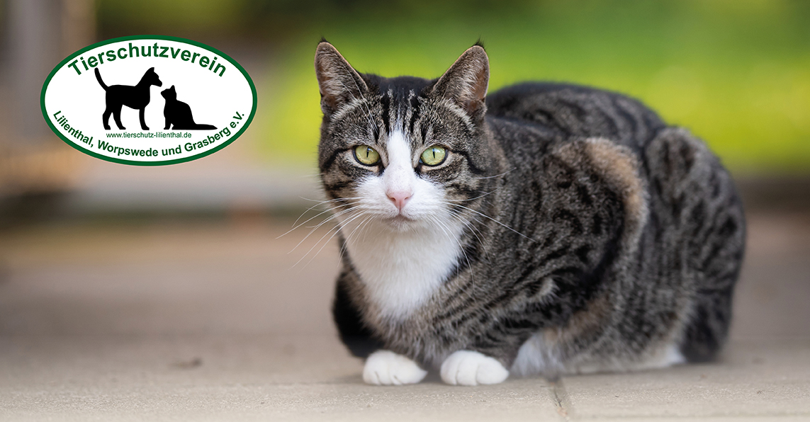 Homepage_Tierschutzverein_klein